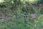 Bloemstructuren