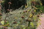 Phlomis en artemisia