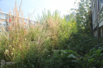 Prairietuin