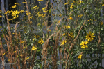 Prairietuin