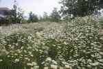 1_bloemenweide-in-wording