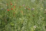 bloemenweide