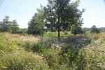 bloemenweide-in-wording2