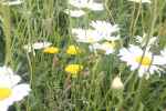 closeup-bloemenweide