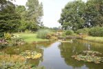 Vijver met waterlelies