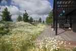bloemenweide-in-wording