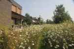 bloemenweide-zomer-2de-jaar-wilde-peen
