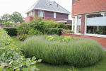 lavendel_cirkel_voortuin