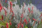 persicaria_met_artemisia