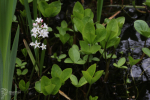 drieblad_ren