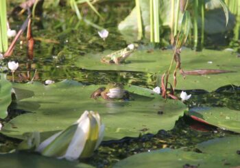 Workshop /lezing ‘Maak je tuin groen en klimaatneutraal’